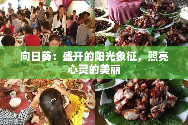 向日葵：盛开的阳光象征，照亮心灵的美丽