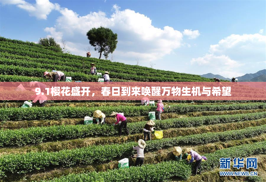 9.1樱花盛开，春日到来唤醒万物生机与希望