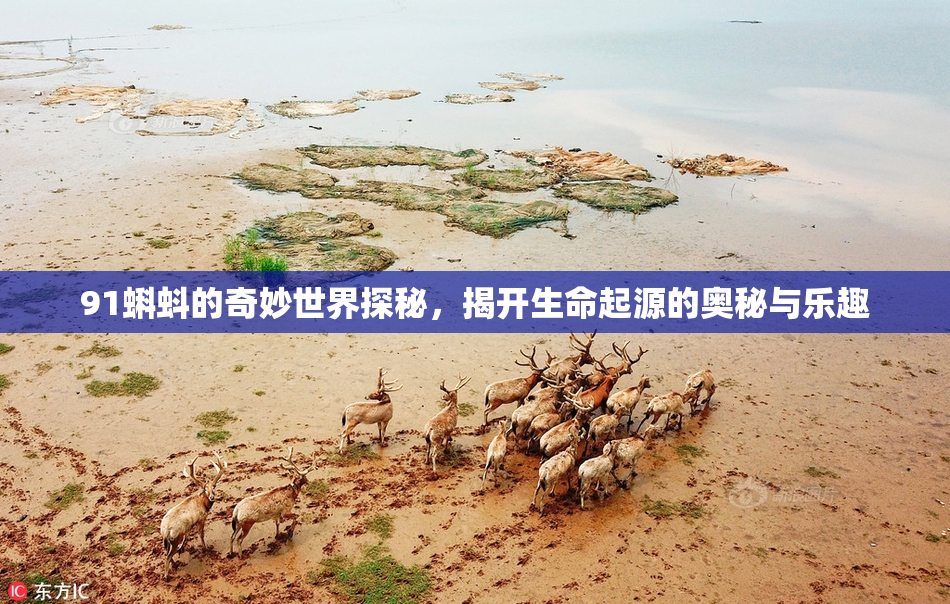 91蝌蚪的奇妙世界探秘，揭开生命起源的奥秘与乐趣