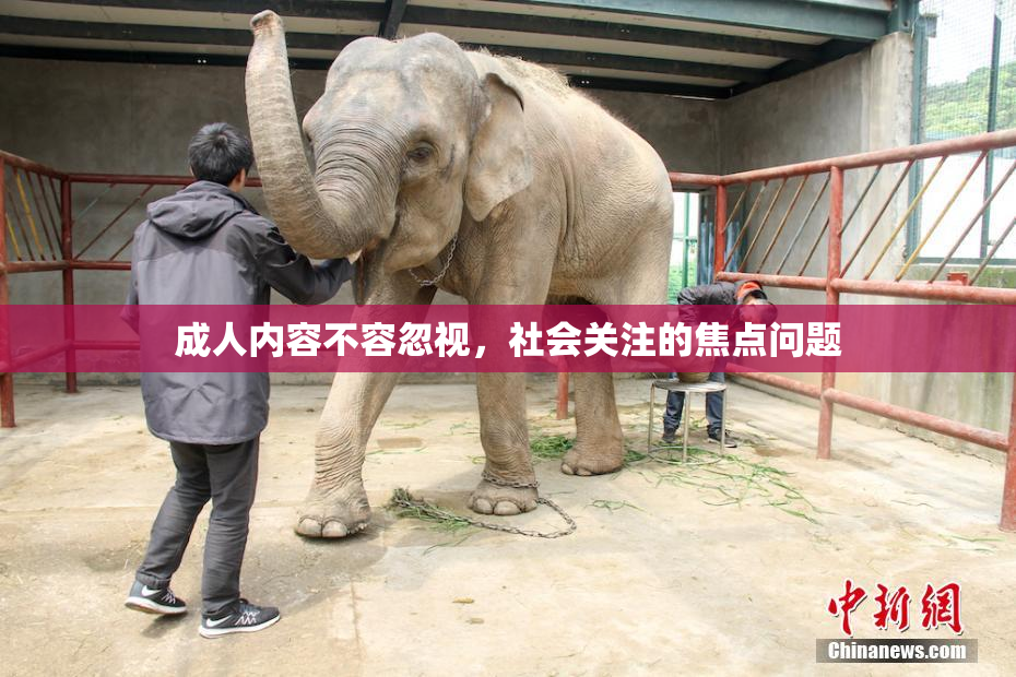 成人内容不容忽视，社会关注的焦点问题