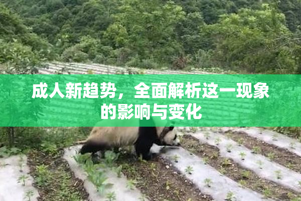 成人新趋势，全面解析这一现象的影响与变化