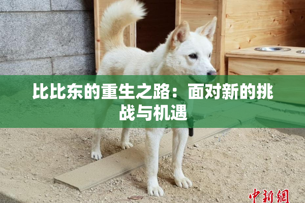 比比东的重生之路：面对新的挑战与机遇