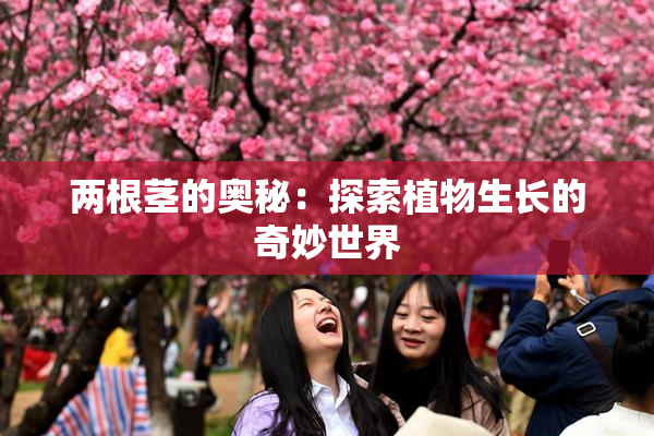 两根茎的奥秘：探索植物生长的奇妙世界