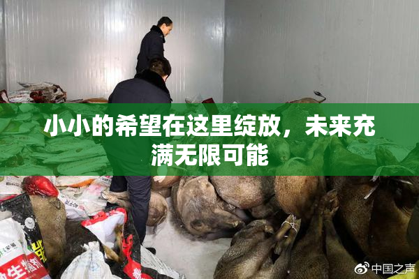 小小的希望在这里绽放，未来充满无限可能