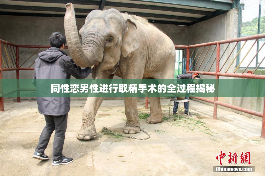 同性恋男性进行取精手术的全过程揭秘