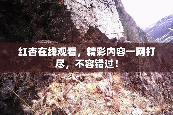 红杏在线观看，精彩内容一网打尽，不容错过！
