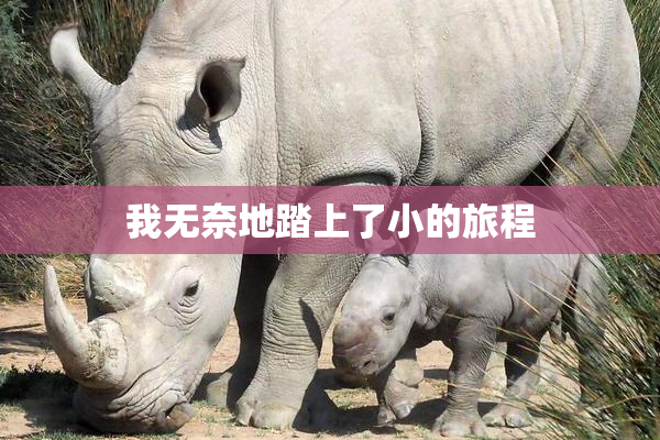 我无奈地踏上了小的旅程