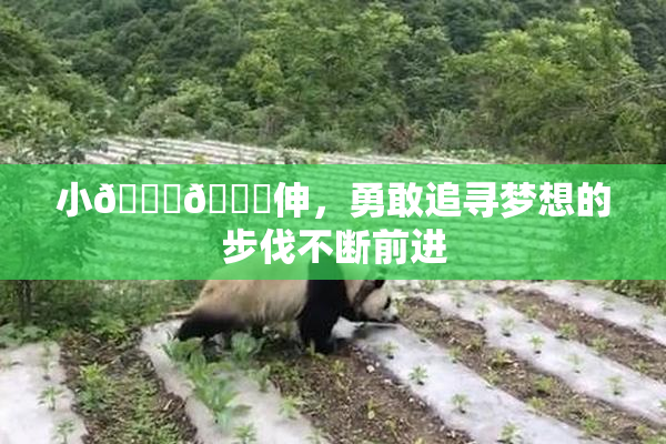 小🐔🐔伸，勇敢追寻梦想的步伐不断前进