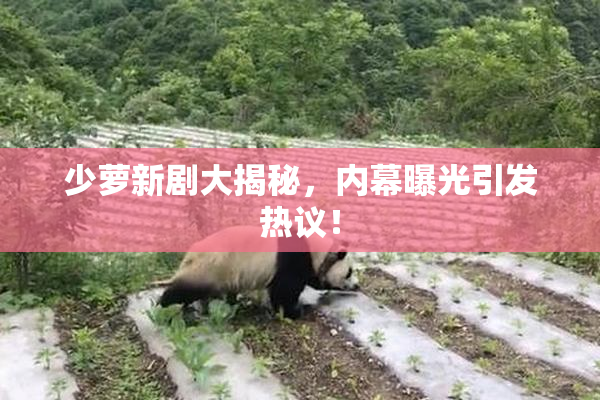 少萝新剧大揭秘，内幕曝光引发热议！