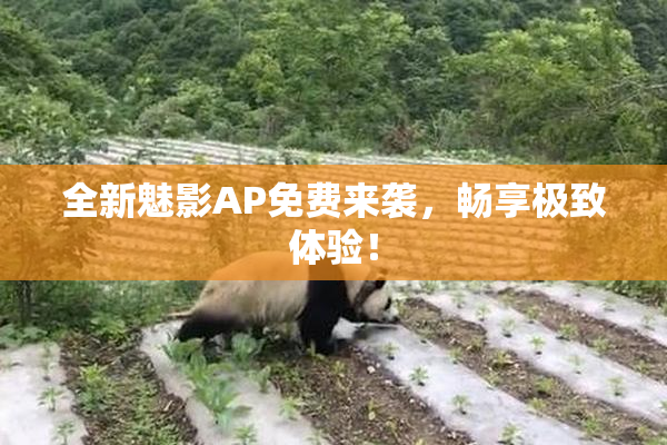 全新魅影AP免费来袭，畅享极致体验！