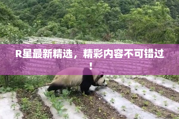 R星最新精选，精彩内容不可错过！