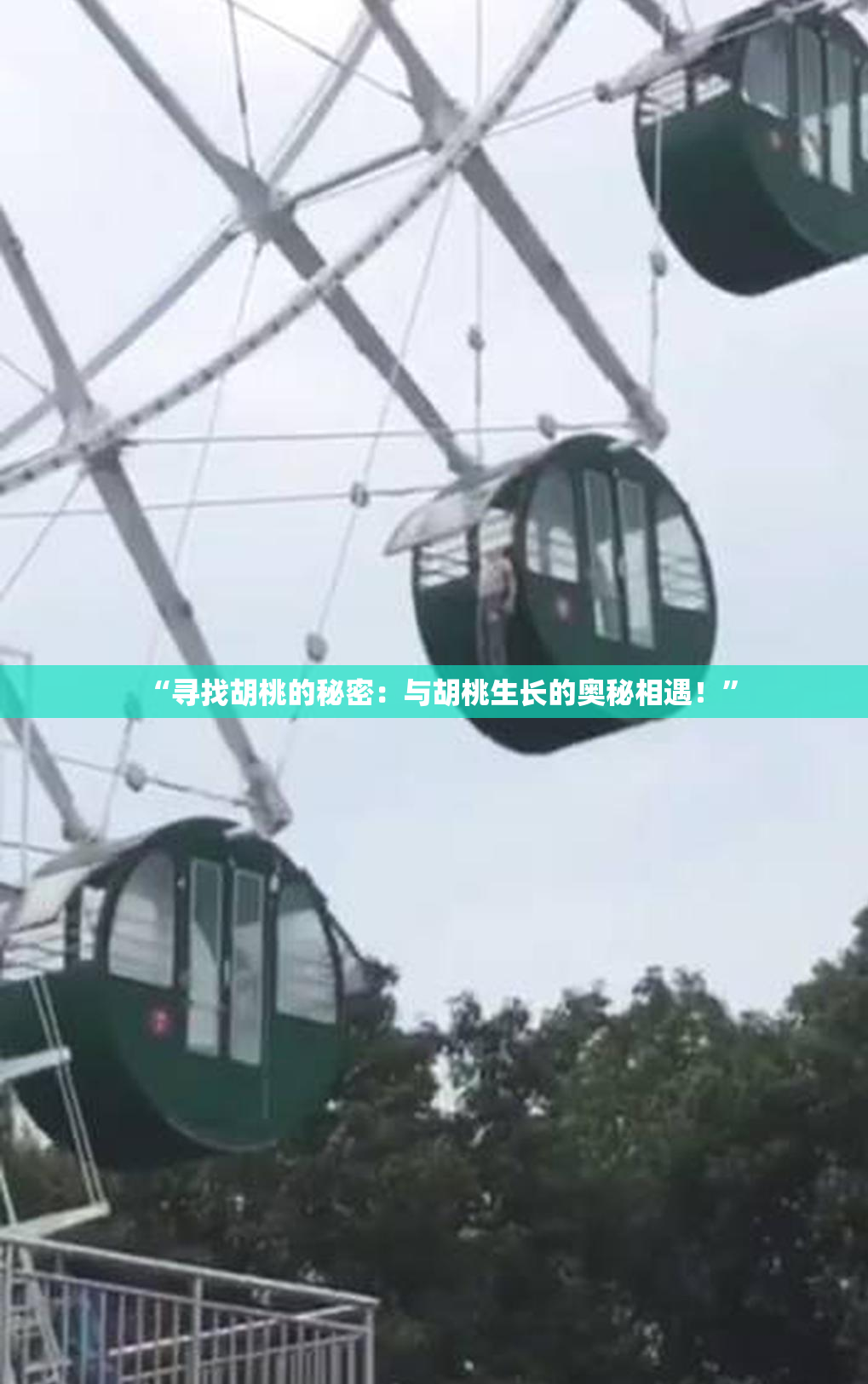 “寻找胡桃的秘密：与胡桃生长的奥秘相遇！”