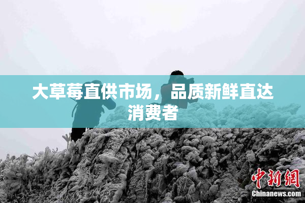 大草莓直供市场，品质新鲜直达消费者