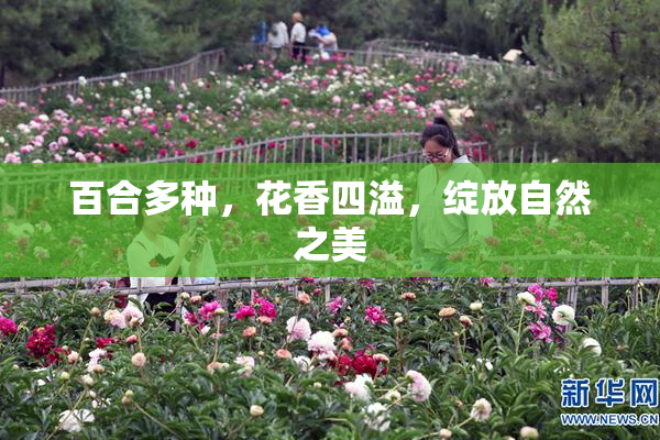 百合多种，花香四溢，绽放自然之美