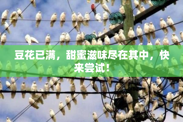 豆花已满，甜蜜滋味尽在其中，快来尝试！