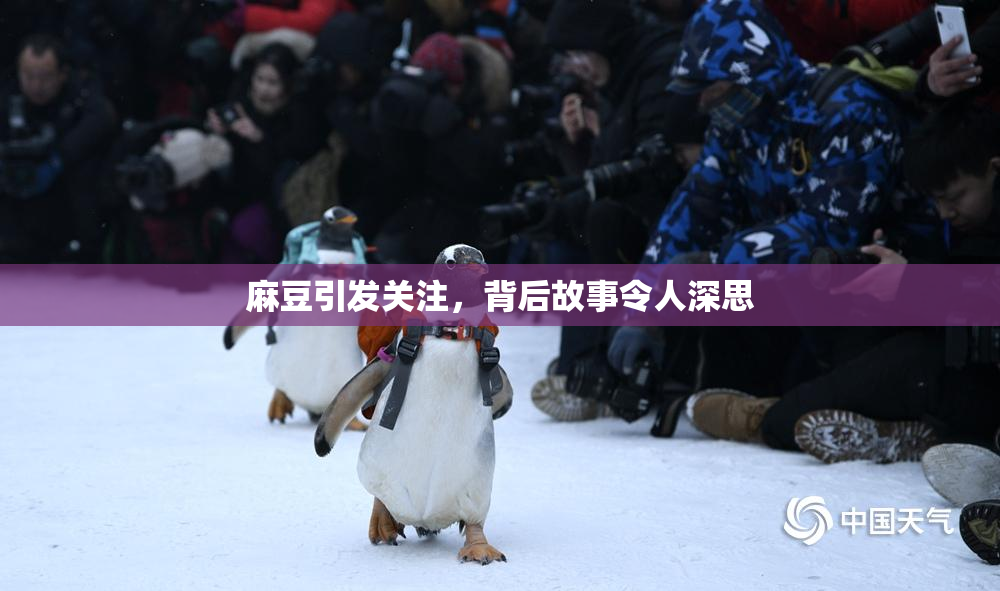 麻豆引发关注，背后故事令人深思
