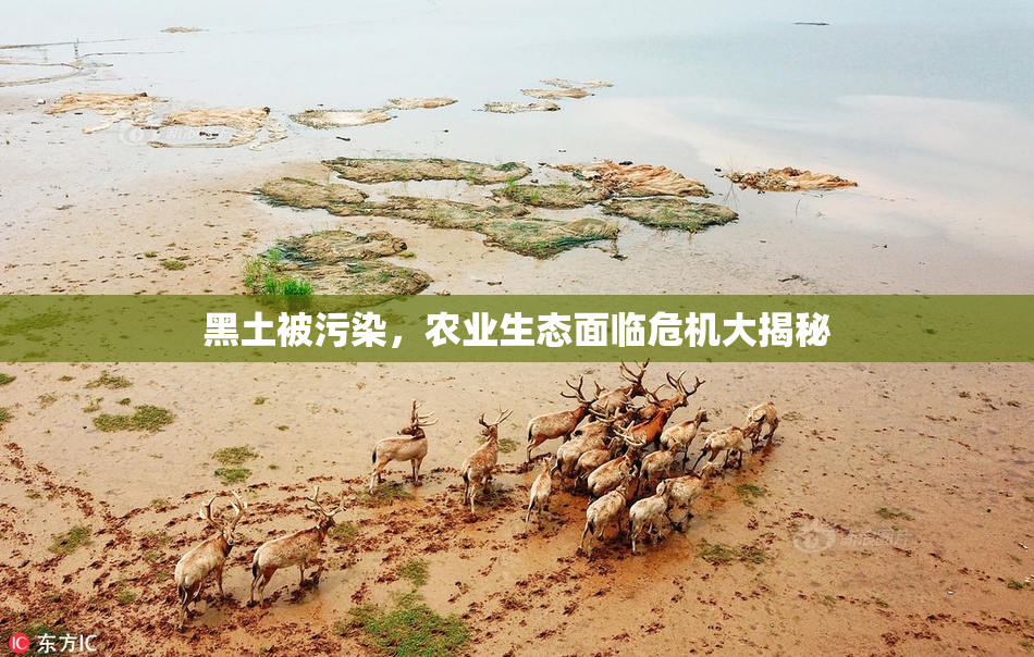 黑土被污染，农业生态面临危机大揭秘