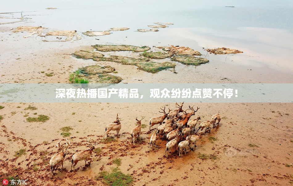深夜热播国产精品，观众纷纷点赞不停！