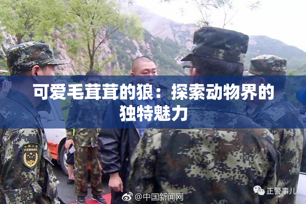 可爱毛茸茸的狼：探索动物界的独特魅力
