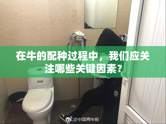在牛的配种过程中，我们应关注哪些关键因素？