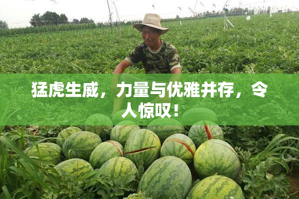 猛虎生威，力量与优雅并存，令人惊叹！