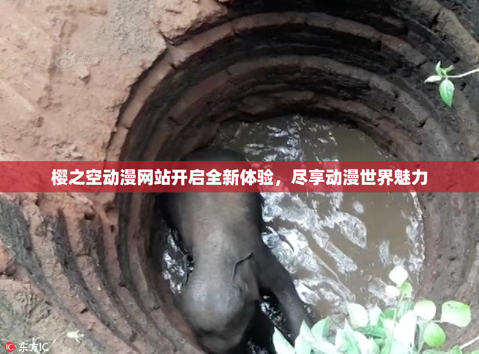 樱之空动漫网站开启全新体验，尽享动漫世界魅力