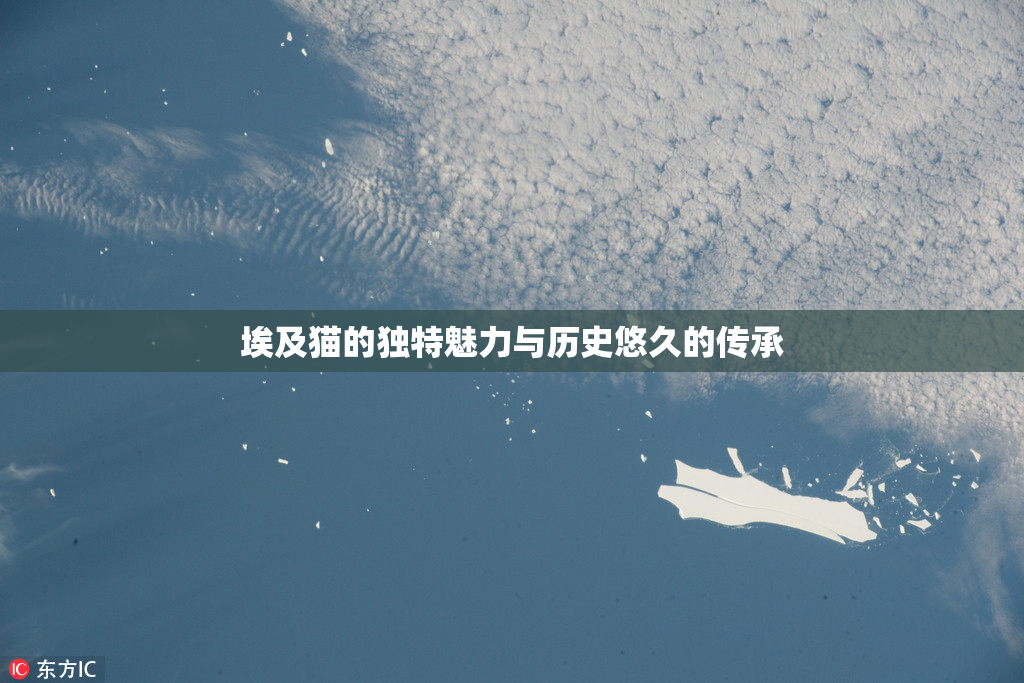 埃及猫的独特魅力与历史悠久的传承