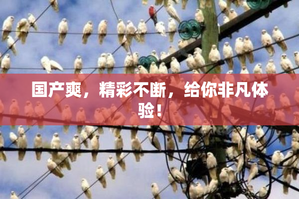 国产爽，精彩不断，给你非凡体验！