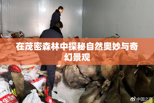 在茂密森林中探秘自然奥妙与奇幻景观