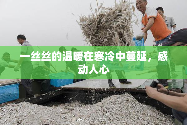 一丝丝的温暖在寒冷中蔓延，感动人心