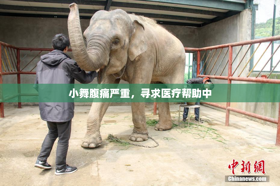 小舞腹痛严重，寻求医疗帮助中