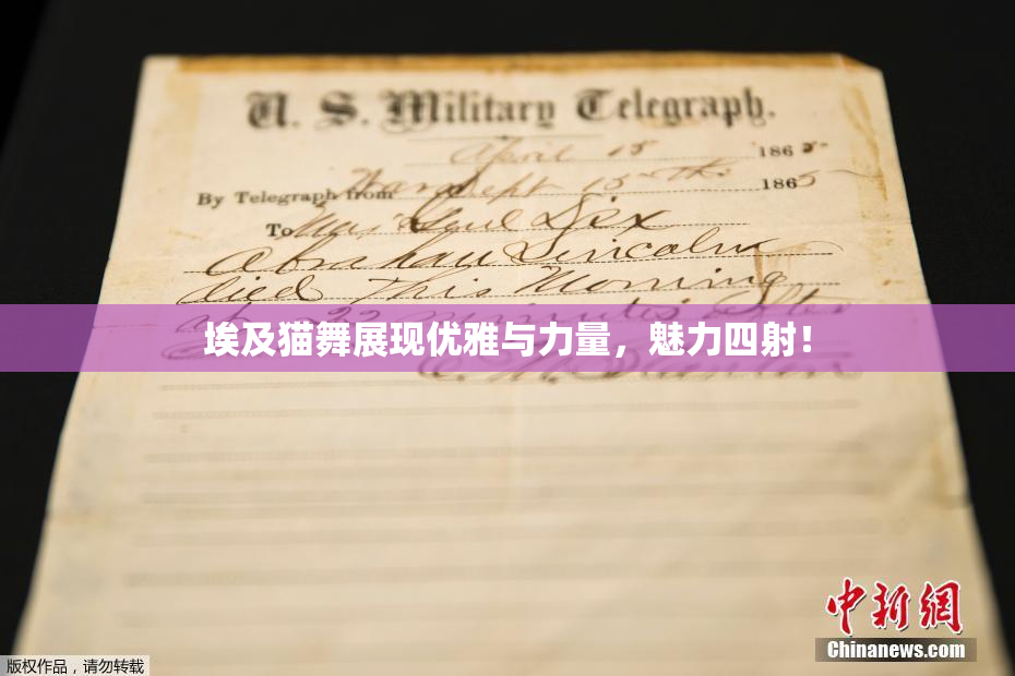埃及猫舞展现优雅与力量，魅力四射！