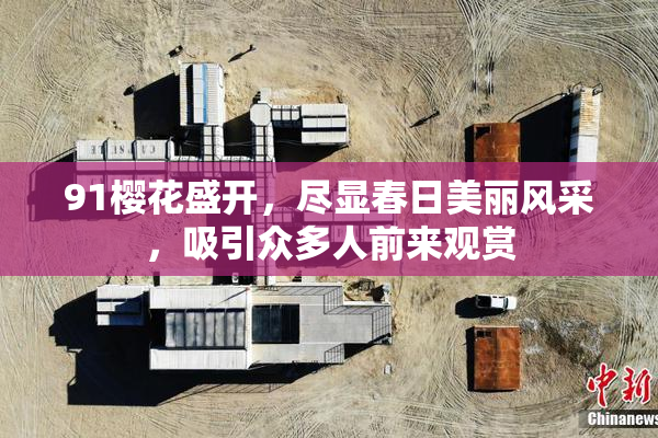 91樱花盛开，尽显春日美丽风采，吸引众多人前来观赏