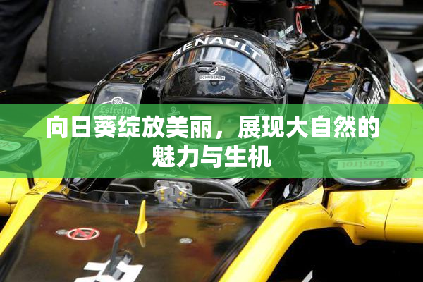 向日葵绽放美丽，展现大自然的魅力与生机