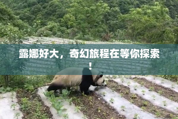 露娜好大，奇幻旅程在等你探索！