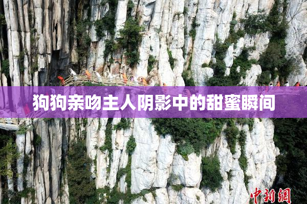 狗狗亲吻主人阴影中的甜蜜瞬间