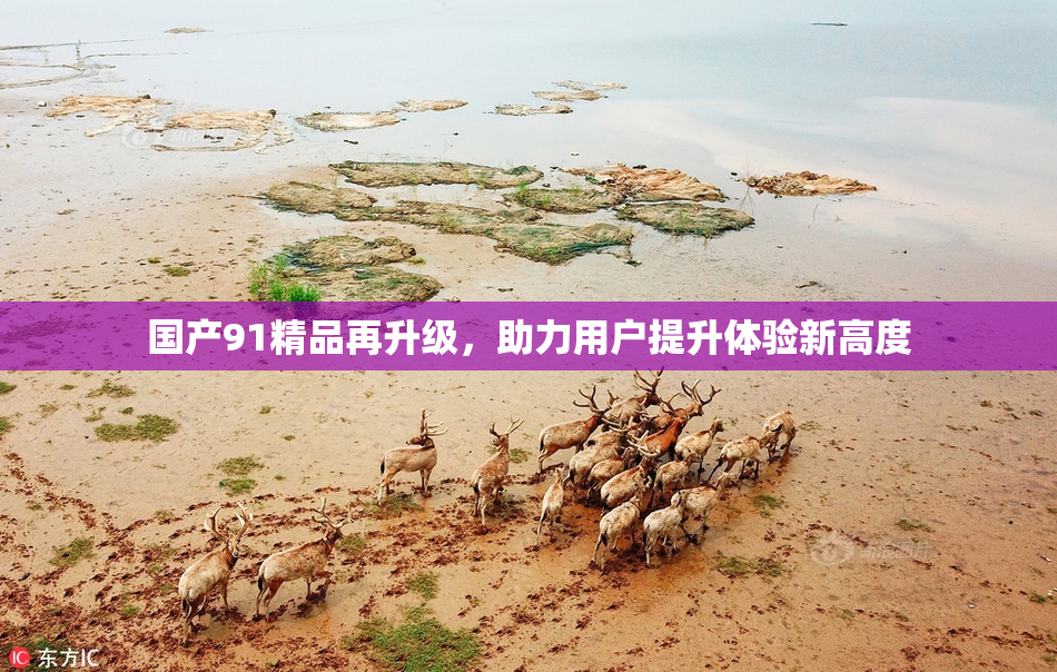 国产91精品再升级，助力用户提升体验新高度