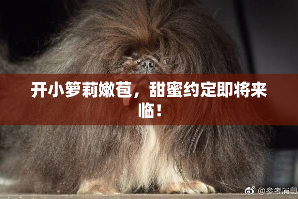 开小箩莉嫩苞，甜蜜约定即将来临！