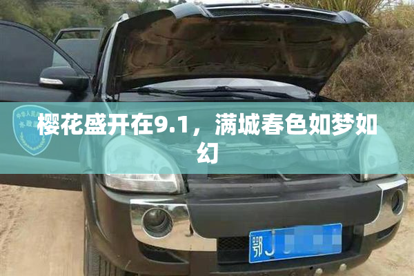 樱花盛开在9.1，满城春色如梦如幻