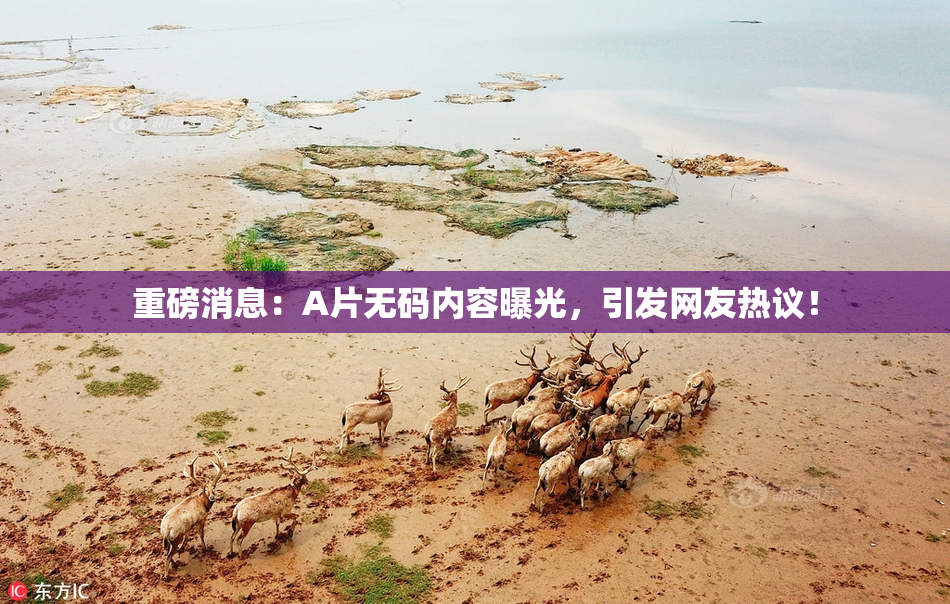 重磅消息：A片无码内容曝光，引发网友热议！