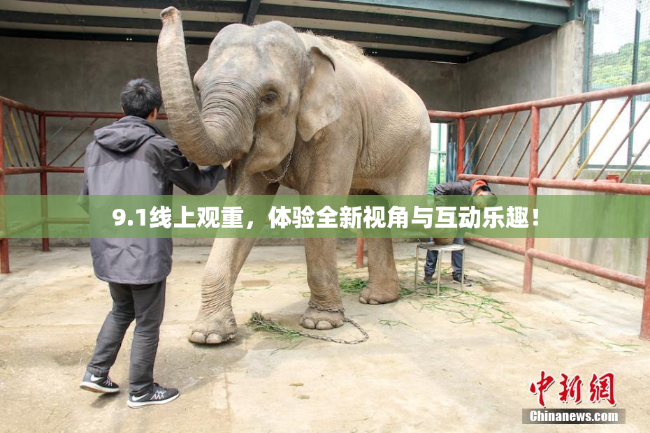 9.1线上观重，体验全新视角与互动乐趣！