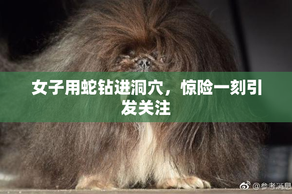 女子用蛇钻进洞穴，惊险一刻引发关注