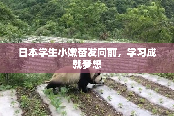 日本学生小嫩奋发向前，学习成就梦想