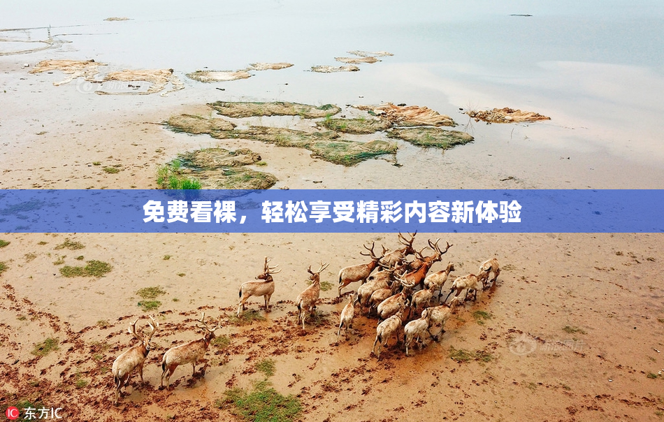 免费看裸，轻松享受精彩内容新体验