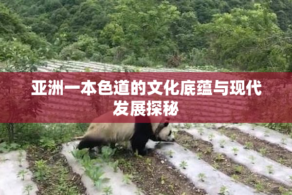 亚洲一本色道的文化底蕴与现代发展探秘