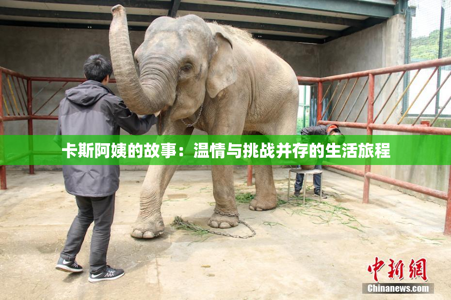 卡斯阿姨的故事：温情与挑战并存的生活旅程