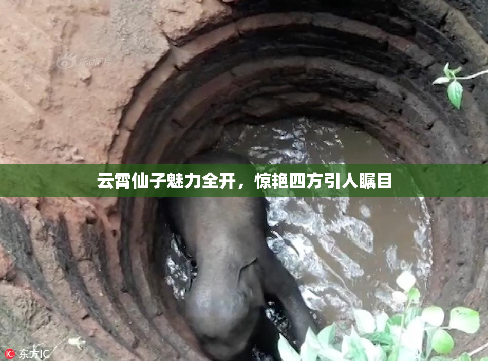 云霄仙子魅力全开，惊艳四方引人瞩目