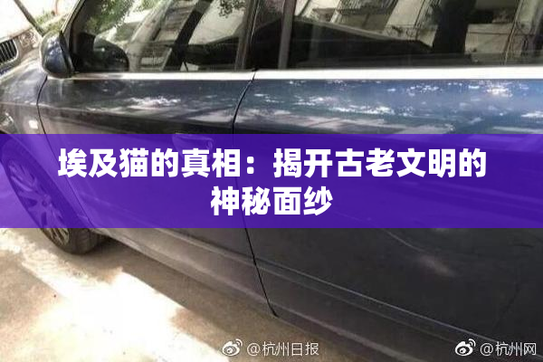 埃及猫的真相：揭开古老文明的神秘面纱