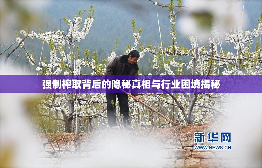 强制榨取背后的隐秘真相与行业困境揭秘