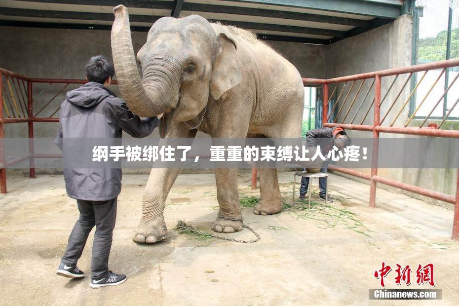 纲手被绑住了，重重的束缚让人心疼！